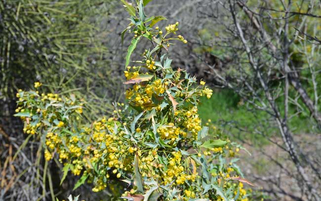 Berberis haematocarpa, Red Barberry, Southwest Desert Flora